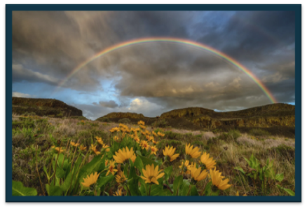 Rainbow above Lake Lenore - sky is dark with clouds and a large rainbow fills the sky. Bright yellow flowers on the terrain. Hills in the background. 
